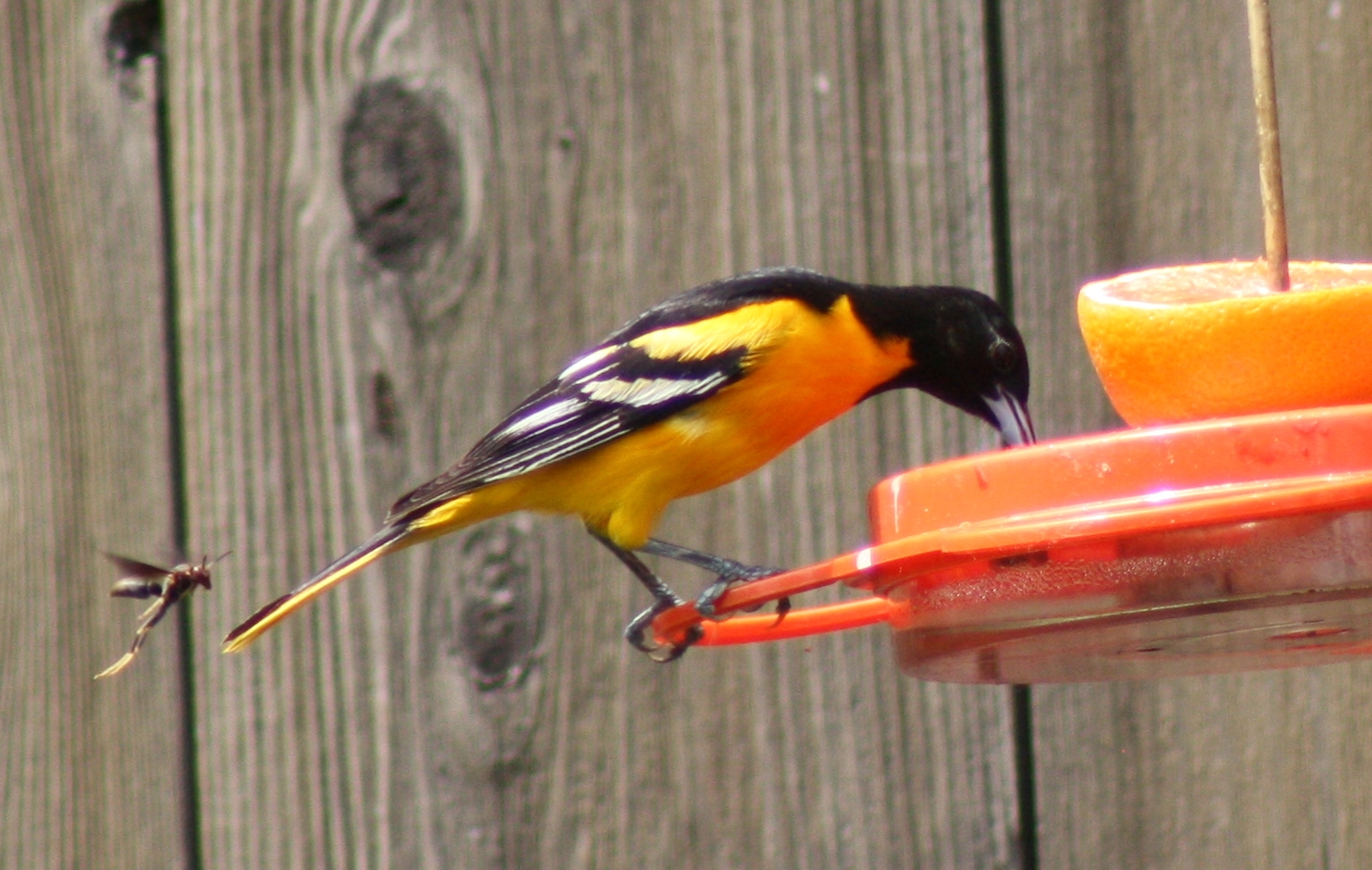 Wasp with Oriole